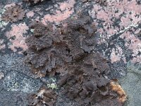 Umbilicaria hyperborea 7, Saxifraga-Willem van Kruijsbergen