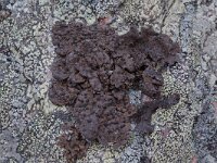 Umbilicaria hyperborea 8, Saxifraga-Willem van Kruijsbergen