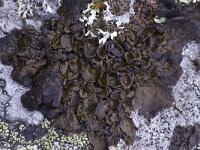 Umbilicaria polyphylla 3, Saxifraga-Willem van Kruijsbergen