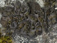 Umbilicaria polyphylla 4, Saxifraga-Willem van Kruijsbergen