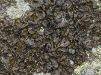 Umbilicaria polyphylla 5, Saxifraga-Willem van Kruijsbergen