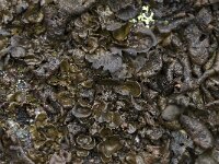 Umbilicaria polyphylla 6, Saxifraga-Willem van Kruijsbergen