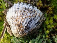 Xanthocarpia marmorata 2, Kalkcitroenkorst, Saxifraga-Jelle van Dijk