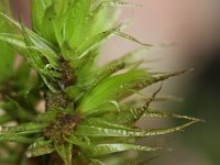 Dicranum polysetum 2, Gerimpeld gaffeltandmos, Saxifraga-Rutger Barendse