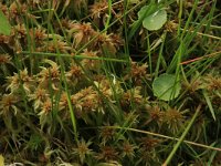 Sphagnum cuspidatum 30, Waterveenmos, Saxifraga-Hans Boll