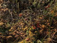 Sphagnum papillosum 33, Wrattig veenmos, Saxifraga-Hans Boll