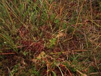 Sphagnum rubellum 7, Rood veenmos, Saxifraga-Hans Boll