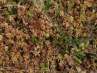 Sphagnum denticulatum 20, Geoord veenmos, Saxifraga-Hans Boll