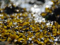 Fucus 2 sp, Zee-eik, Saxifraga-Foto Fitis-Sytske Dijksen