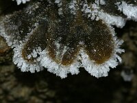 Fucus 3 sp, Zee-eik, Saxifraga-Foto Fitis-Sytske Dijksen