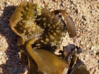Saccorhiza polyschides 2, Stekelbolkelp, Saxifraga-Ben Delbaere
