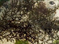 Sargassum vulgare 1, Saxifraga-Willem van Kruijsbergen