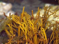 Bifurcaria bifurcata 2, Stemvorkwier, Saxifraga-Foto Fitis-Sytske Dijksen