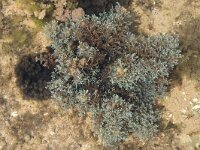 Ericaria selaginoides 4, Iriserend vezelwier, Saxifraga-Willem van Kruijsbergen