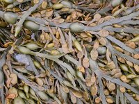 Fucus vesiculosus, Bladder Wrack