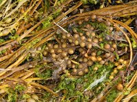 Fucus vesiculosus 11, Blaaswier, Saxifraga-Foto Fitis-Sytske Dijksen