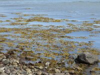Blaaswier  Fucus vesiculosus; in shallow water : Growth