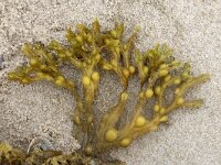 Fucus vesiculosus 10, Blaaswier, Saxifraga-Foto Fitis-Sytske Dijksen
