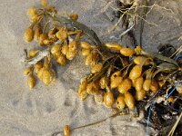 Fucus vesiculosus 9, Blaaswier, Saxifraga-Foto Fitis-Sytske Dijksen