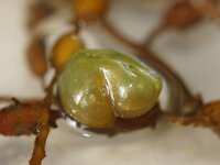 Laethesia difformis 2, Saxifraga-Foto Fitis-Sytske Dijksen