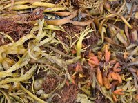 Phaeophyceae 2 sp, Saxifraga-Foto Fitis-Sytske Dijksen