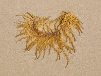 Sargassum muticum 12, Japans bessenwier, Saxifraga-Foto Fitis-Sytske Dijksen