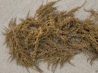 Sargassum muticum 18, Japans bessenwier, Saxifraga-Willem van Kruiijsbergen
