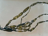 Scytosiphon lomentaria