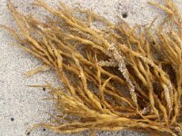 Treptacantha nodicaulis