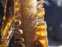 Undaria pinnatifida 2, Wakame, Saxifraga-Foto Fitis-Sytske Dijksen