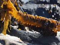 Undaria pinnatifida 3, Wakame, detail, Saxifraga-Foto Fitis-Sytske Dijksen