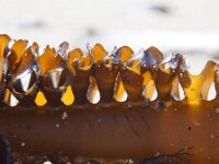 Undaria pinnatifida 6, Wakame, detail, Saxifraga-Foto Fitis-Sytske Dijksen