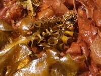 Undaria pinnatifida 8, Wakame, Saxifraga-Foto Fitis-Sytske Dijksen