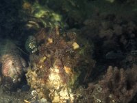 Callithamnion roseum