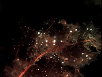 Chondrus crispus 1, Iers mos, Saxifraga-Eric Gibcus