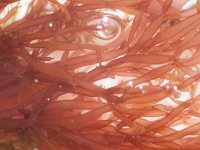 Lomentaria articulata