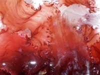 Calliblepharis ciliata 3, Wimperwier, Saxifraga-Foto Fitis-Sytske Dijksen