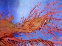 Calliblepharis ciliata 5, Wimperwier, Saxifraga-Foto Fitis-Sytske Dijksen