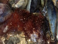 Caulacanthus okamurae