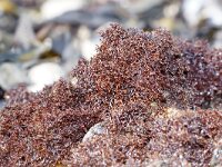 Caulacanthus okamurae 4, Puntig korstmoswier, Saxifraga-Foto Fitis-Sytske Dijksen