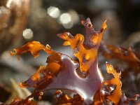 Chondrus crispus 5, Iers mos, Saxifraga-Foto Fitis-Sytske Dijksen