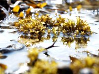 Chondrus crispus 6, Iers mos, Saxifraga-Foto Fitis-Sytske Dijksen