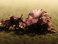 Chondrus crispus 8, Iers mos, Saxifraga-Foto Fitis-Sytske Dijksen