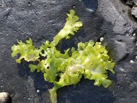 Chondrus crispus 9, Iers mos, Saxifraga-Foto Fitis-Sytske Dijksen
