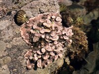 Corallina officinalis