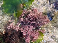 Corallina officinalis 5, Koraalwier, Saxifraga-Ben Delbaere