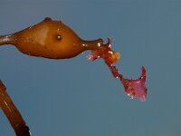 Cryptopleura ramosa 2, Kruipend kroeswier, Saxifraga-Foto Fitis-Sytske Dijksen