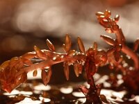 Gastroclonium ovatum