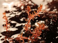 Gastroclonium ovatum 2, Druifwier, Saxifraga-Foto Fitis-Sytske Dijksen