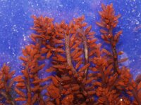 Gastroclonium ovatum 3, Druifwier, Saxifraga-Foto Fitis-Sytske Dijksen